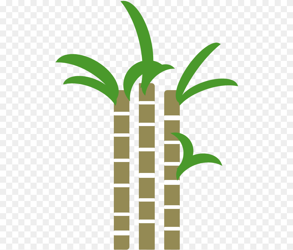 Sugar Cane, Plant, Potted Plant, Bamboo Free Png