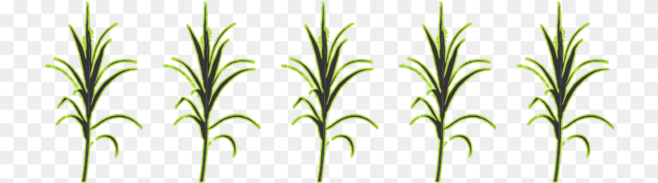Sugar Cane Score Single Sugarcane Plant, Herbal, Herbs, Green, Pattern Free Transparent Png