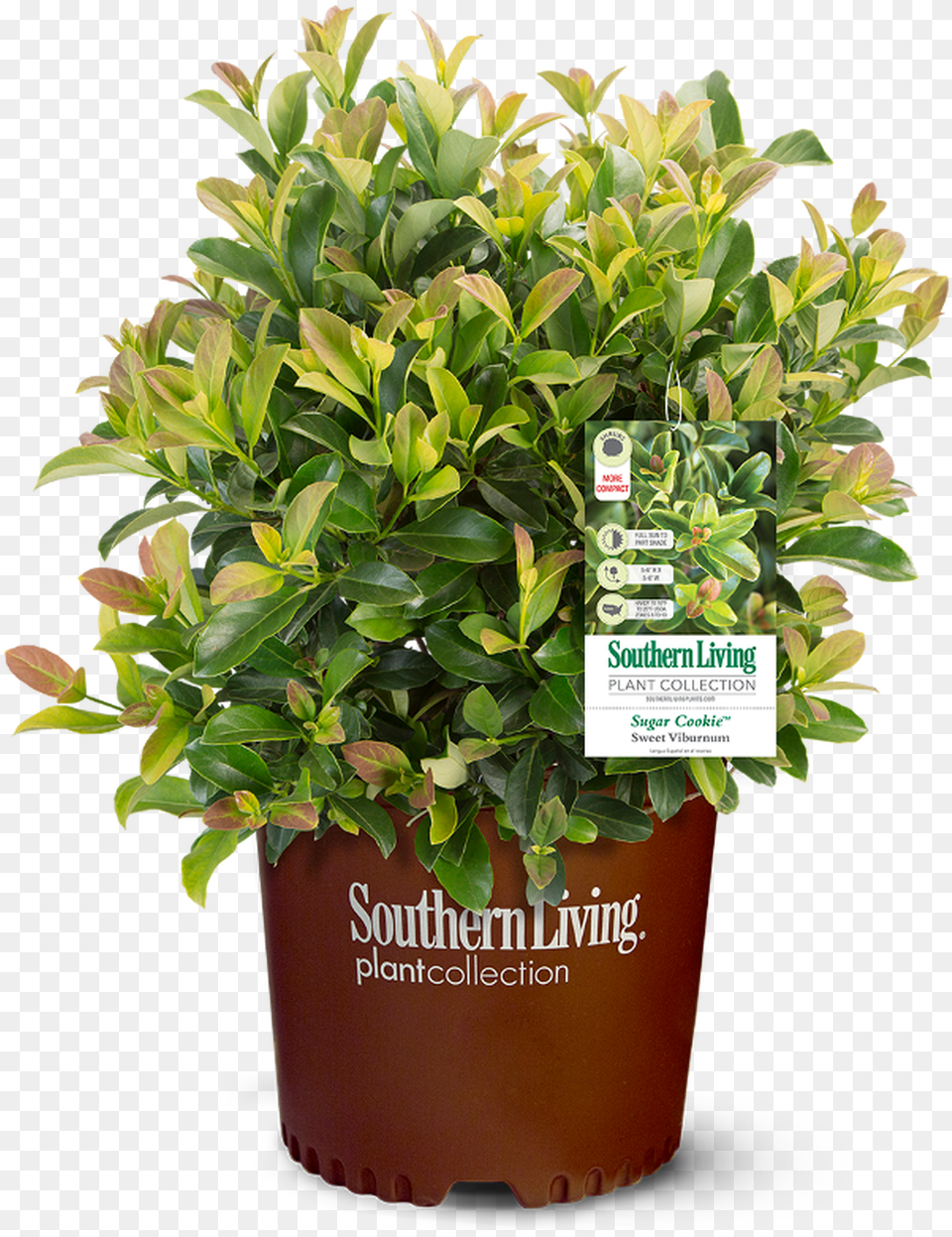 Sugar Cookie Sweet Viburnum Southern Living, Leaf, Potted Plant, Plant, Vegetation Free Png Download