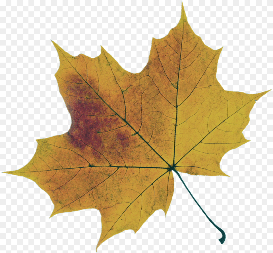 Sugar Maple College Consulting Lovely, Leaf, Plant, Tree, Maple Leaf Free Png
