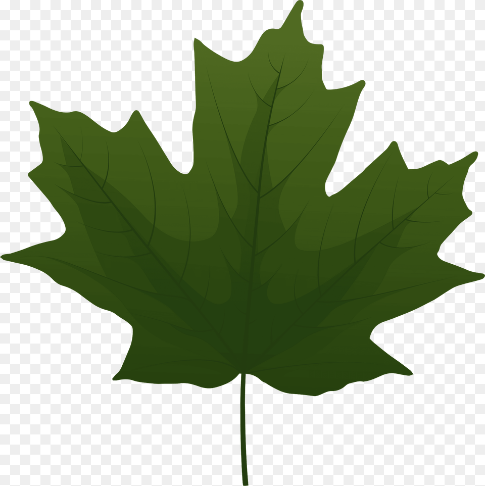 Sugar Maple Green Leaf Clipart, Plant, Tree, Maple Leaf Free Transparent Png