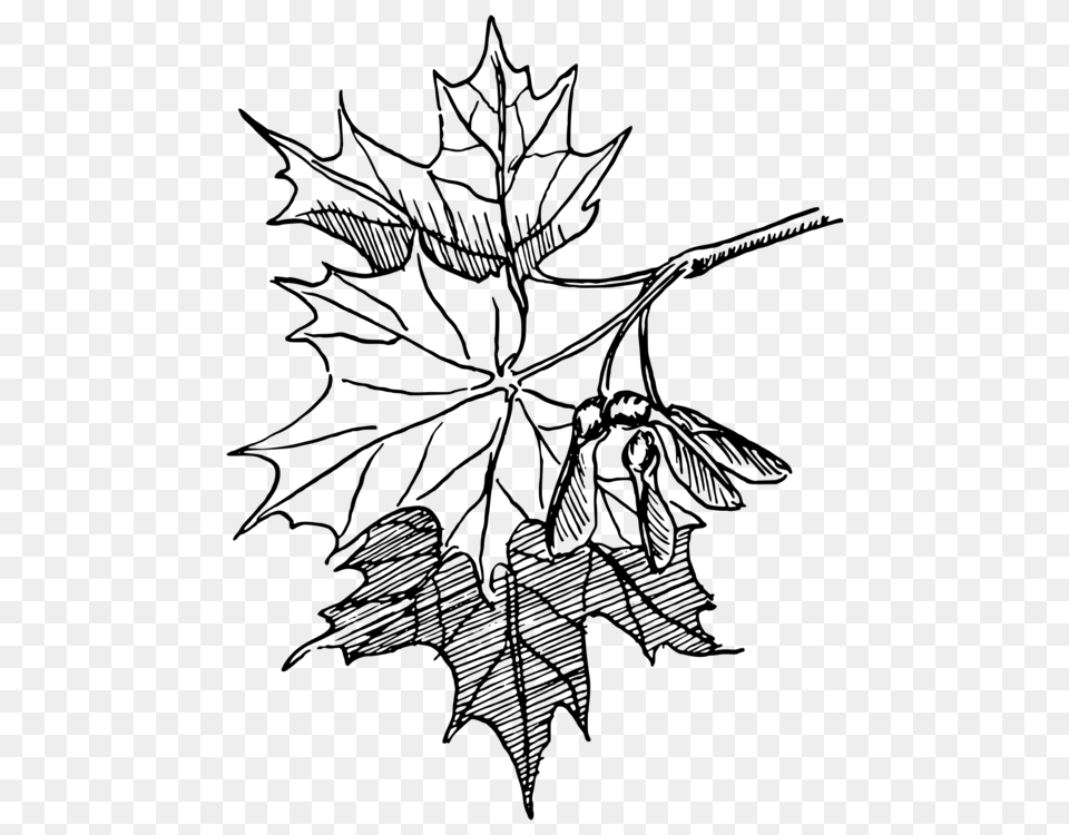 Sugar Maple Maple Leaf Drawing Line Art Autumn Leaf Color Free, Gray Png Image