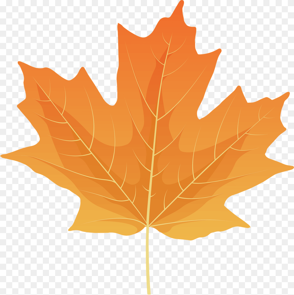 Sugar Maple Yellow Leaf Clipart, Plant, Tree, Maple Leaf Png Image