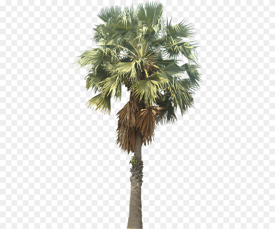 Sugar Palm Tree, Palm Tree, Plant Free Transparent Png