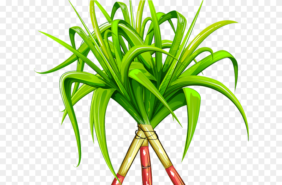 Sugarcane, Plant, Food, Leek, Produce Free Transparent Png