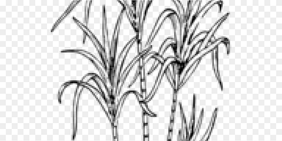 Sugarcane Cliparts Sugar Cane Clipart Black And White, Gray Free Transparent Png