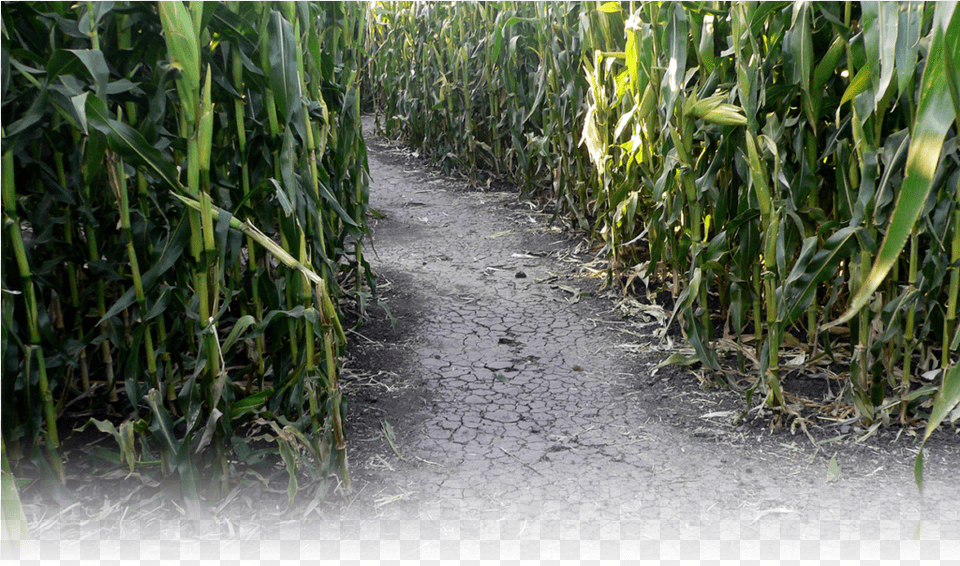 Sugarcane Download Corn Maze In Petaluma California, Soil, Plant, Road, Vegetation Free Png