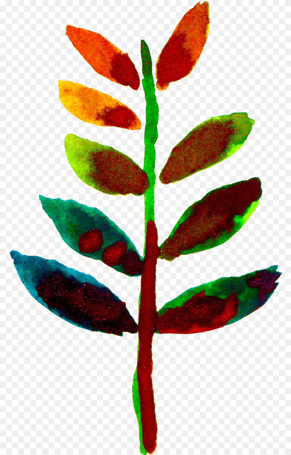 Sugi Flower, Leaf, Plant, Bud, Sprout Free Transparent Png