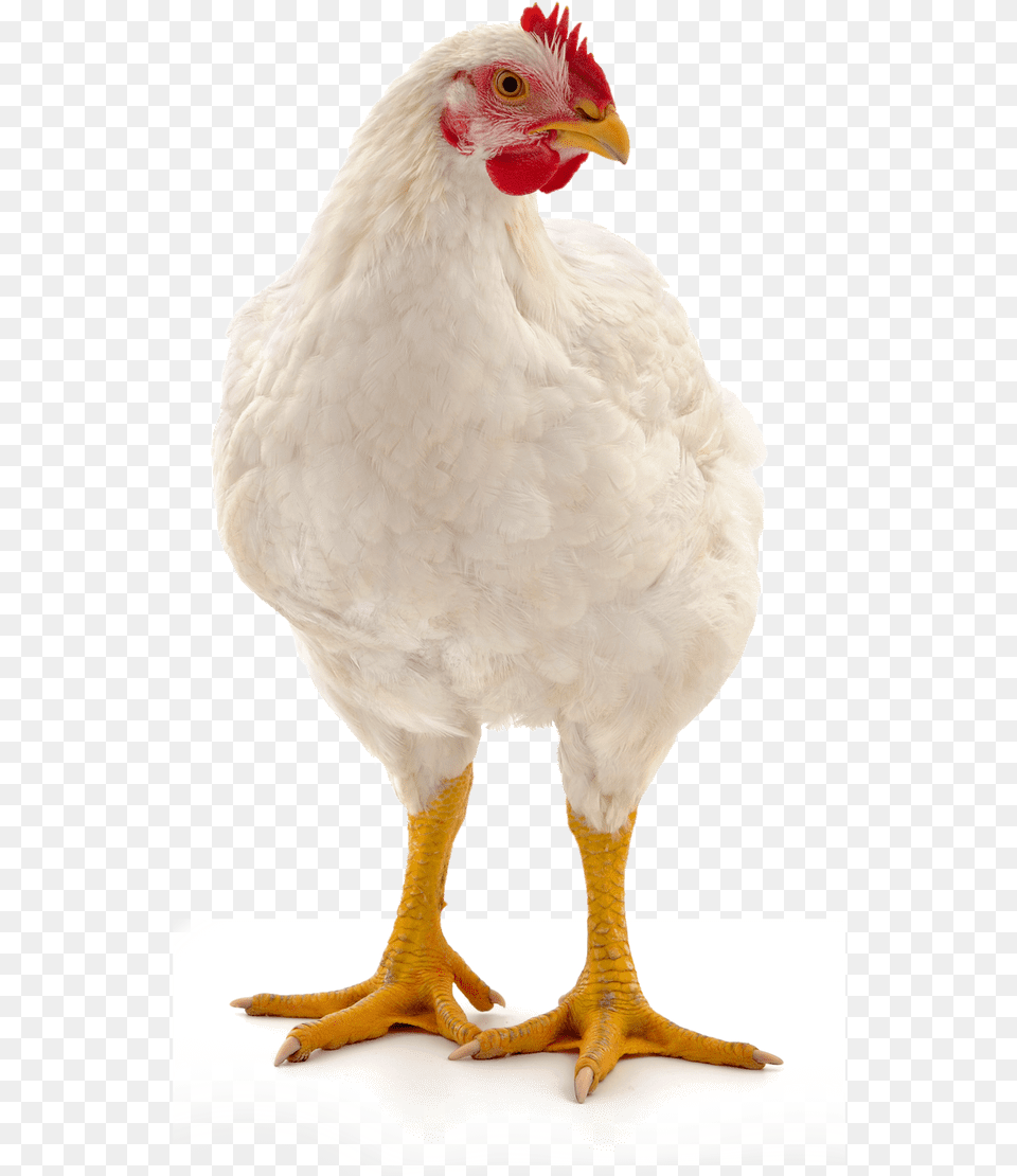 Suguna Chicken, Animal, Bird, Fowl, Hen Free Png Download