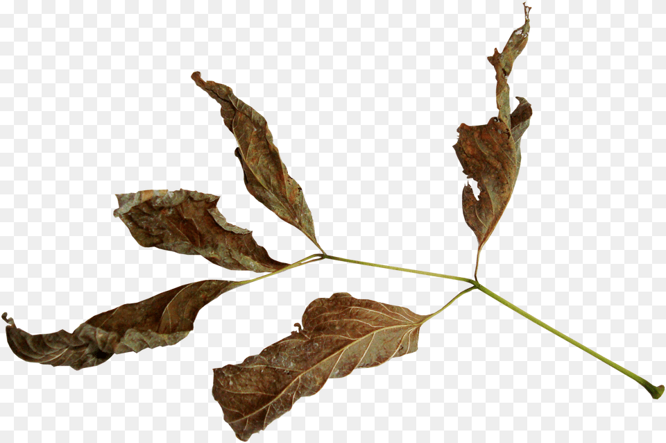 Suhie Listya, Leaf, Plant, Tree Png