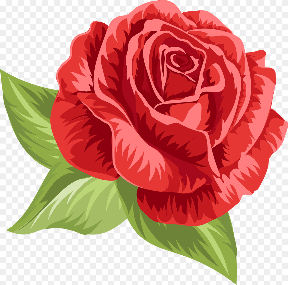 Suit Clipart Burgundy Wedding, Flower, Plant, Rose, Carnation Free Png