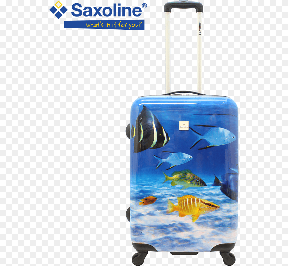 Suitcase, Baggage, Animal, Fish, Sea Life Free Png