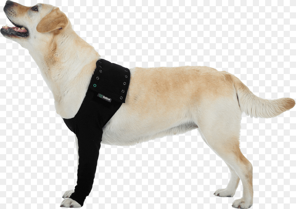 Suitical Recovery Sleeve For Dogs, Accessories, Strap, Animal, Canine Png Image