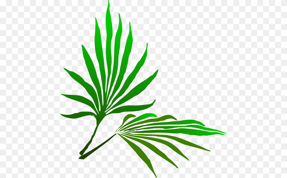 Sukkot Palm Branch, Green, Leaf, Plant, Tree Png