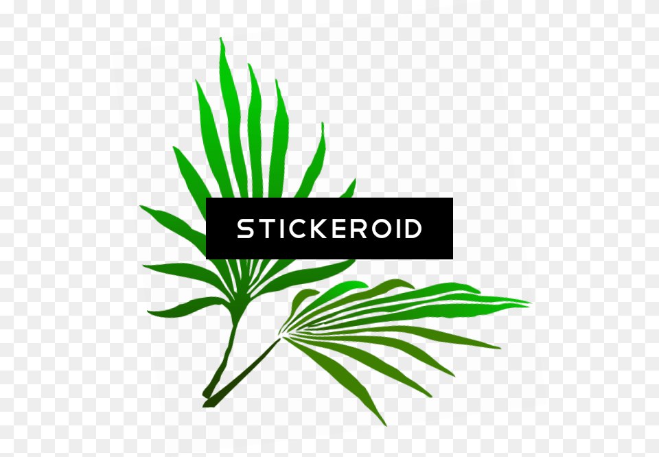 Sukkot Palm Branch Palm Frond Clip Art, Green, Leaf, Plant, Vegetation Free Png Download