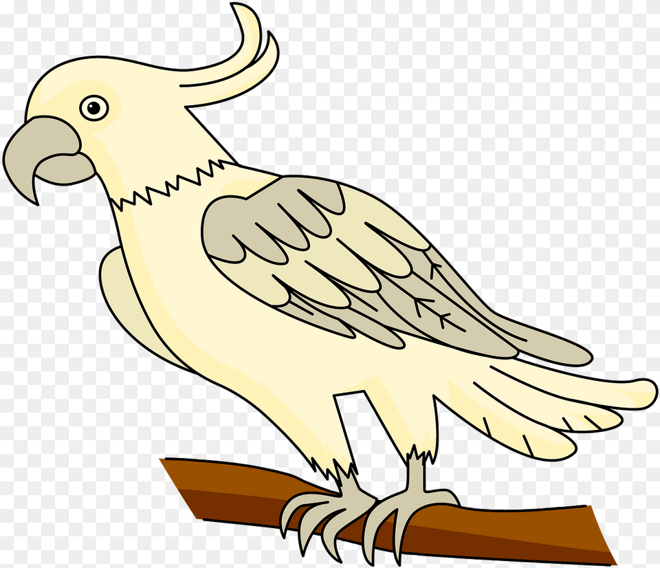 Sulphur Crested Cockatoo, Animal, Beak, Bird, Fish Png Image