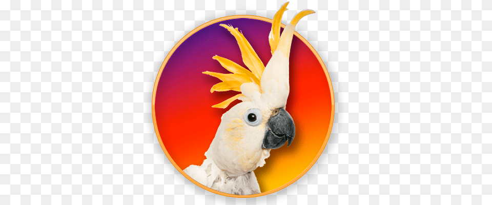 Sulphur Crested Cockatoo, Animal, Bird, Parrot Free Png