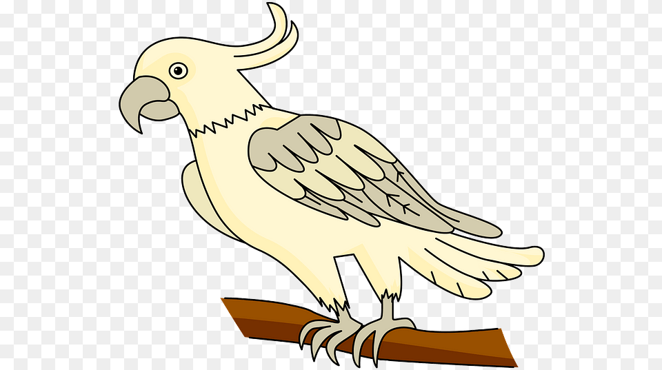 Sulphur Crested Cockatoo, Animal, Beak, Bird Free Png