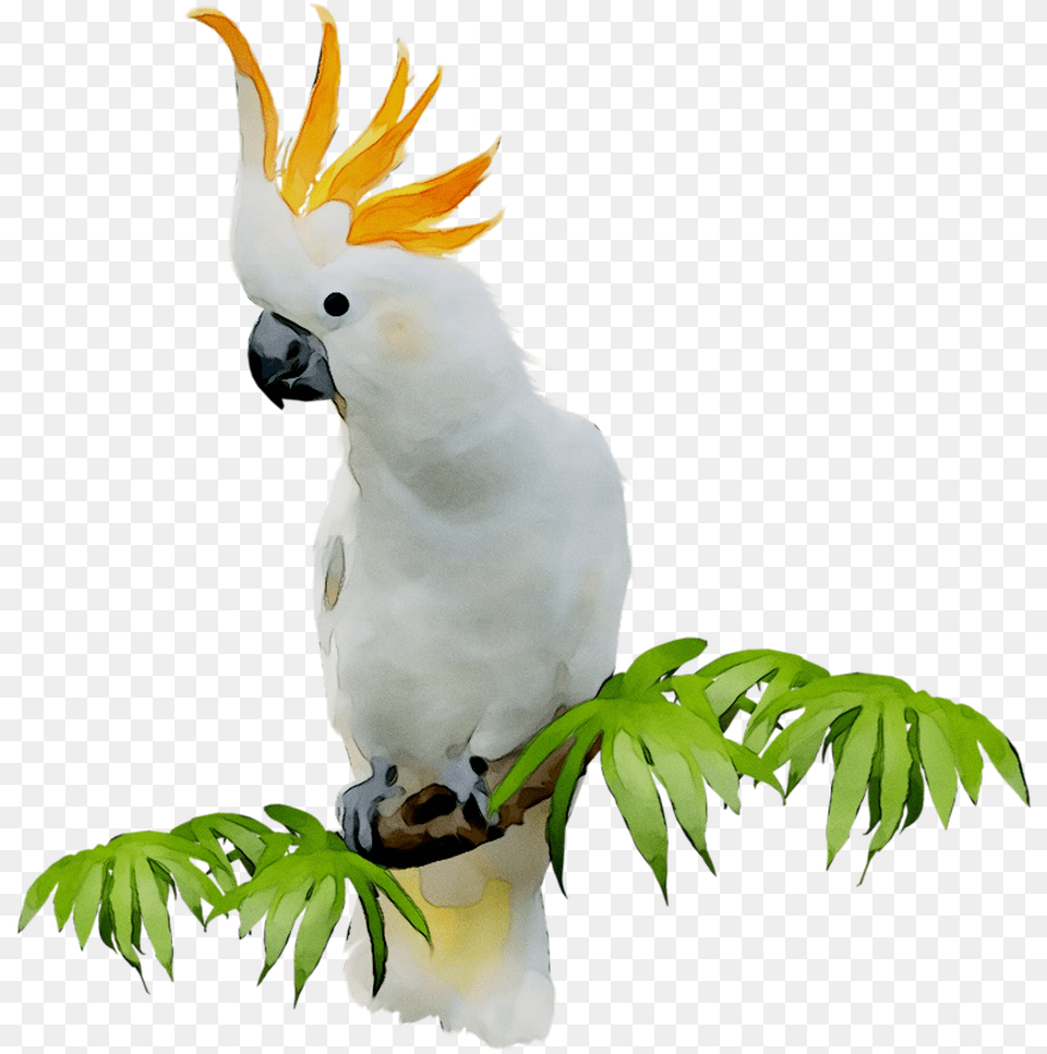Sulphur Crested Cockatoo Clip Art Portable Network Cockatoo, Animal, Bird, Parrot Free Transparent Png