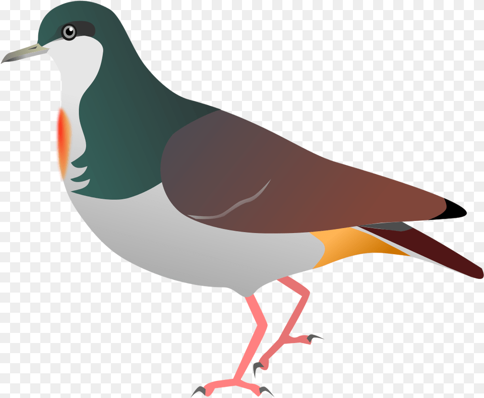 Sulu Bleeding Heart Pigeon Image Mindoro Bleeding Heart Illustration, Animal, Bird, Dove Png