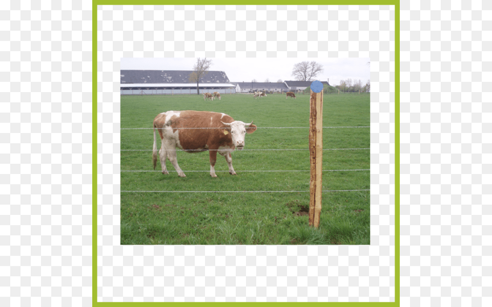 Sum 4 Dairy Cow, Animal, Cattle, Mammal, Livestock Free Png Download