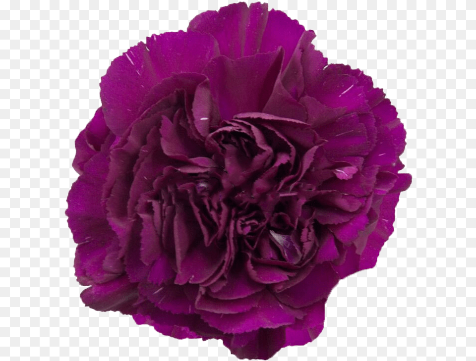 Sumatra Dark Purple Carnation Carnations Magenta, Flower, Plant, Rose Png Image