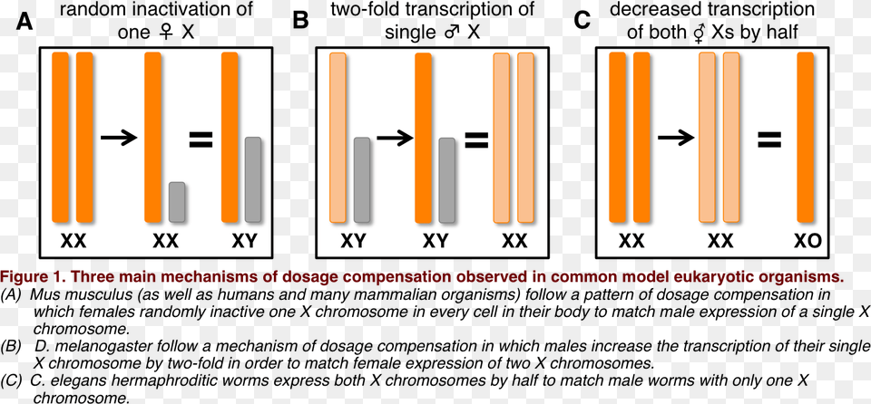 Summary Of Dosage Compensation Dozovaya Kompensaciya U Drosophila Melanogaster, Chart, Plot, Bar Chart Free Png