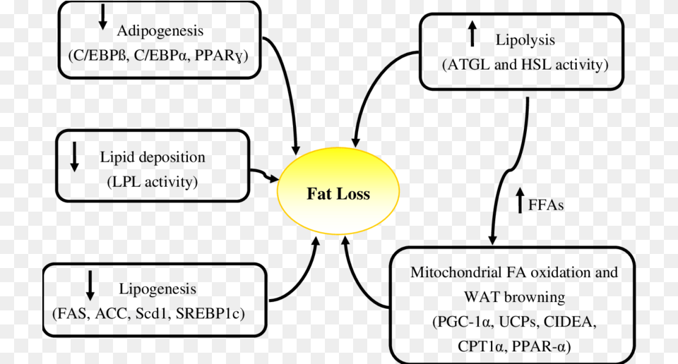 Summary Of Mechanisms And Specific Genes Involved In Diagram, Nature, Night, Outdoors, Astronomy Free Png Download