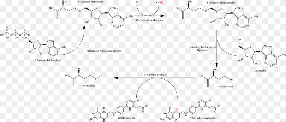 Summary Of S Adenosyl Methionine Regeneration Cycle S Adenosylmethionine, Blackboard, Diagram Free Transparent Png