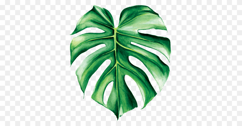 Summer, Leaf, Plant Png
