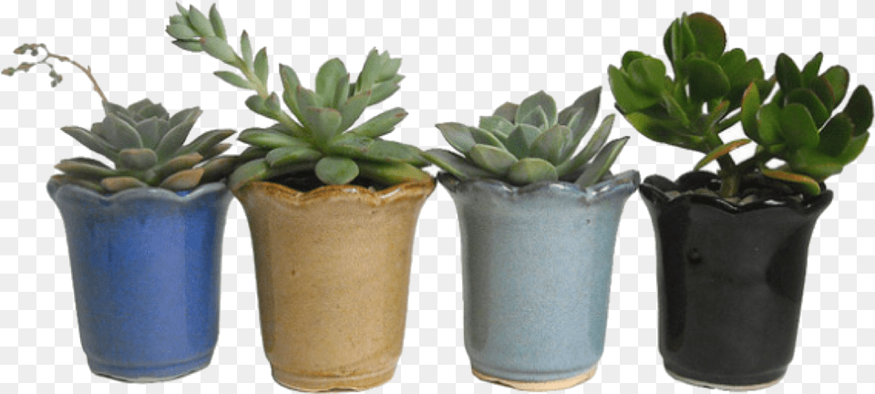 Summer 70s Inspired Outfits, Jar, Plant, Planter, Potted Plant Png