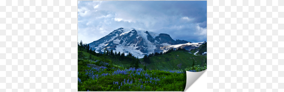 Summer At Mount Rainier Mount Rainier National Park Nisqually Glacier, Fir, Scenery, Plant, Outdoors Free Png