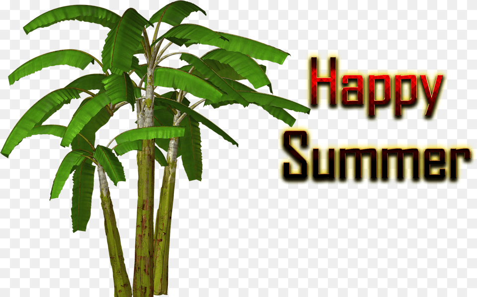 Summer Banana Tree Clipart, Plant, Leaf, Vegetation Png