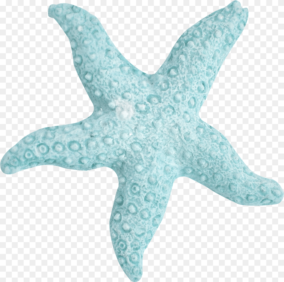 Summer Blue Turquoise Green Starfish Turquoise Transparent, Animal, Sea Life, Invertebrate, Fish Free Png Download
