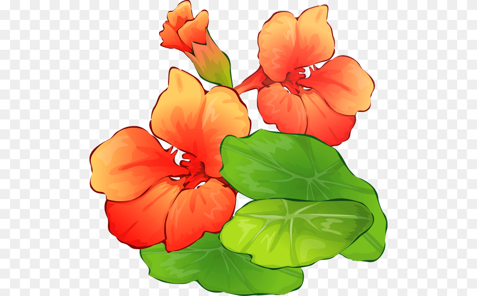 Summer Border Clip Art Google, Flower, Geranium, Plant, Hibiscus Free Png Download
