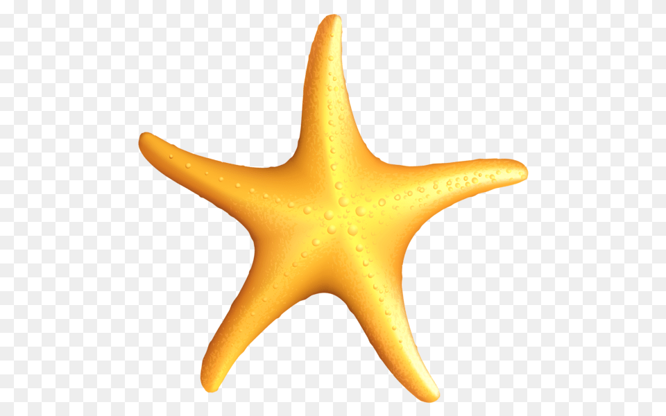 Summer Clip Art Starfish, Animal, Sea Life, Invertebrate Free Transparent Png