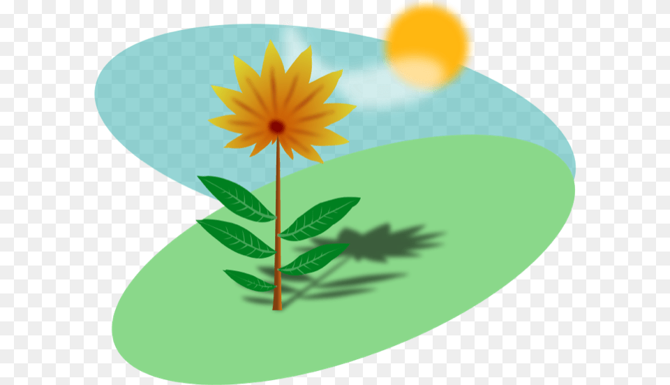 Summer Clipart, Daisy, Flower, Leaf, Plant Free Png Download