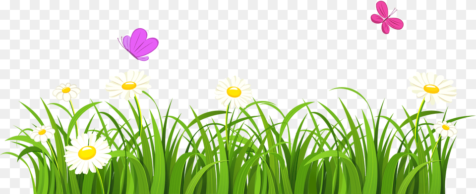Summer Clipart Divider Clipart Grass With Flowers, Daisy, Flower, Petal, Plant Png Image