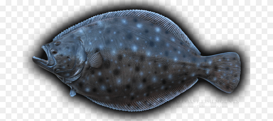 Summer Flounder Background, Animal, Fish, Sea Life, Halibut Png Image
