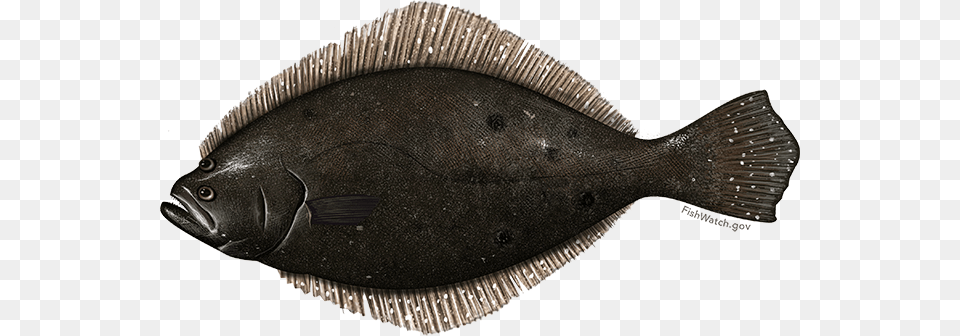 Summer Flounder Black Flounder, Animal, Sea Life, Fish, Halibut Free Transparent Png
