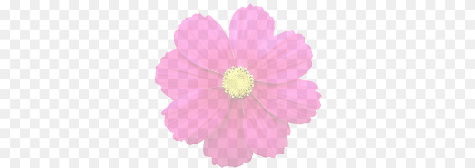Summer Flower Anther, Daisy, Petal, Plant Png