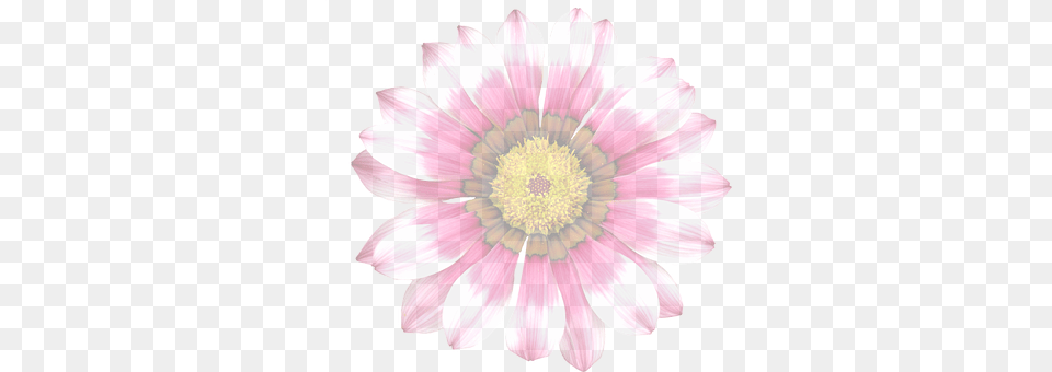 Summer Flower Daisy, Plant, Petal, Chandelier Png Image