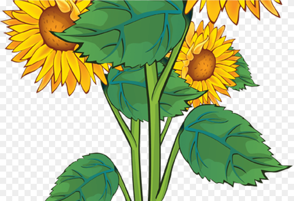 Summer Flower Border Clip Art Gardening Flower Sunflower That Went Flop, Plant, Person Png