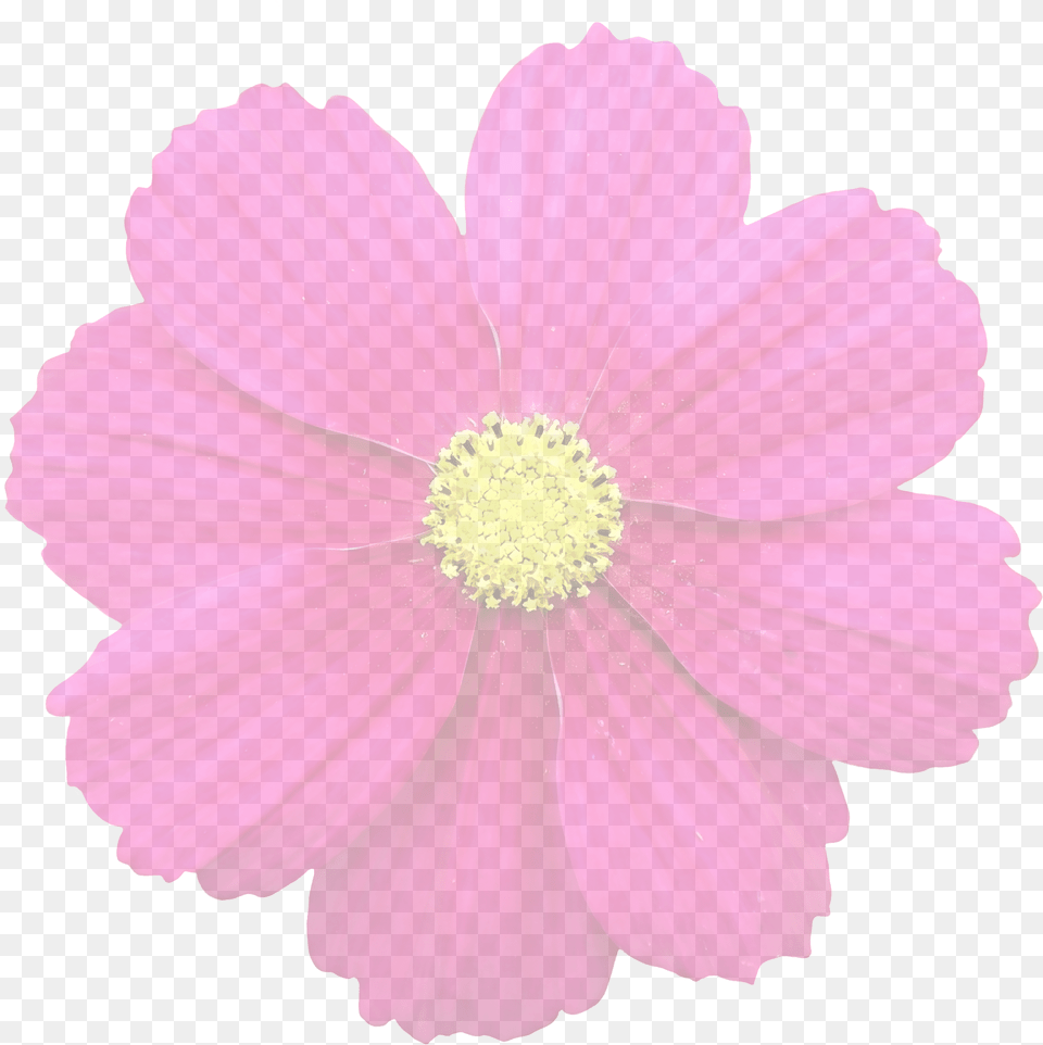 Summer Flower Transparent Graphic Photo On Pixabay Fuchsia Yellow Flowers, Anther, Daisy, Petal, Plant Png Image