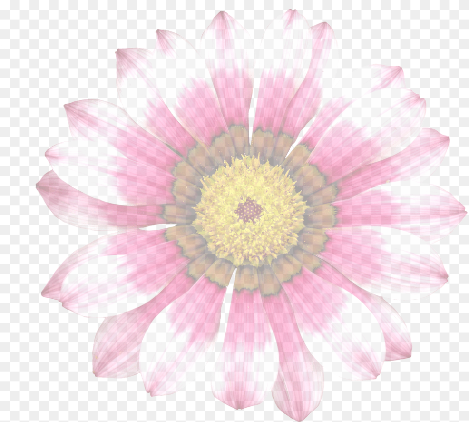 Summer Flowergraphicisolatedtranslucenttransparent Gazania, Daisy, Flower, Plant, Petal Free Png Download