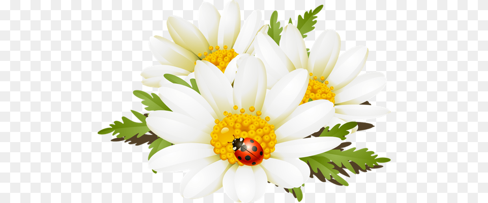 Summer Flowers Clip Art Summer Flower Clip Art, Anemone, Anther, Daisy, Petal Free Png Download