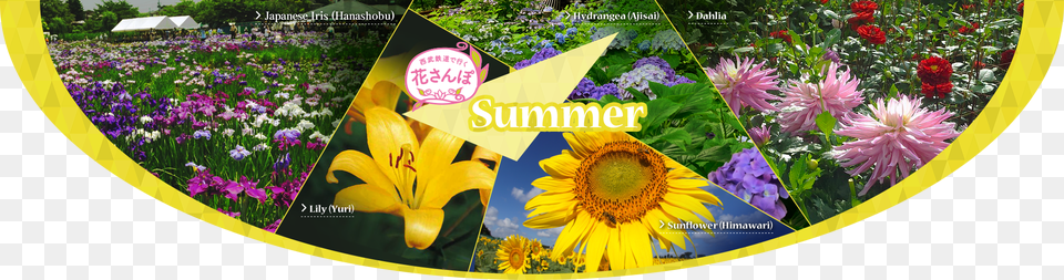 Summer Flowers Sunflower, Daisy, Flower, Plant, Petal Free Png Download