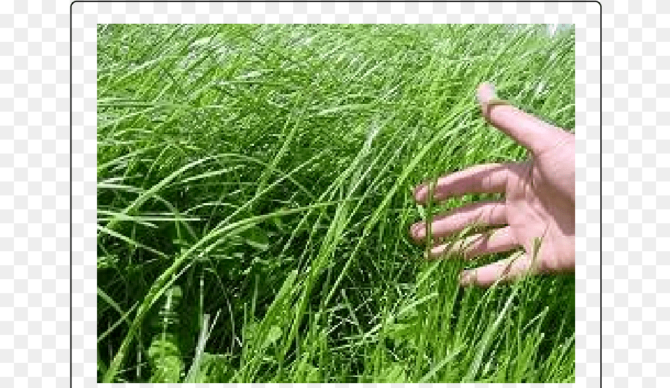 Summer Grassland Scene, Vegetation, Plant, Grass, Person Png