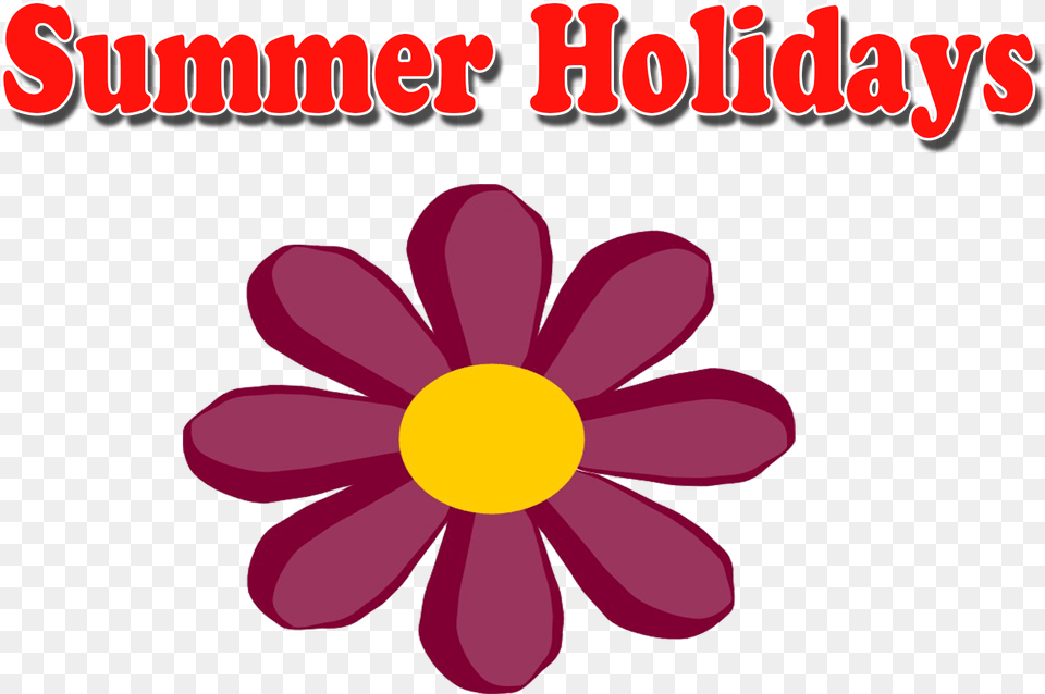 Summer Holidays Daisy, Flower, Petal, Plant Png Image