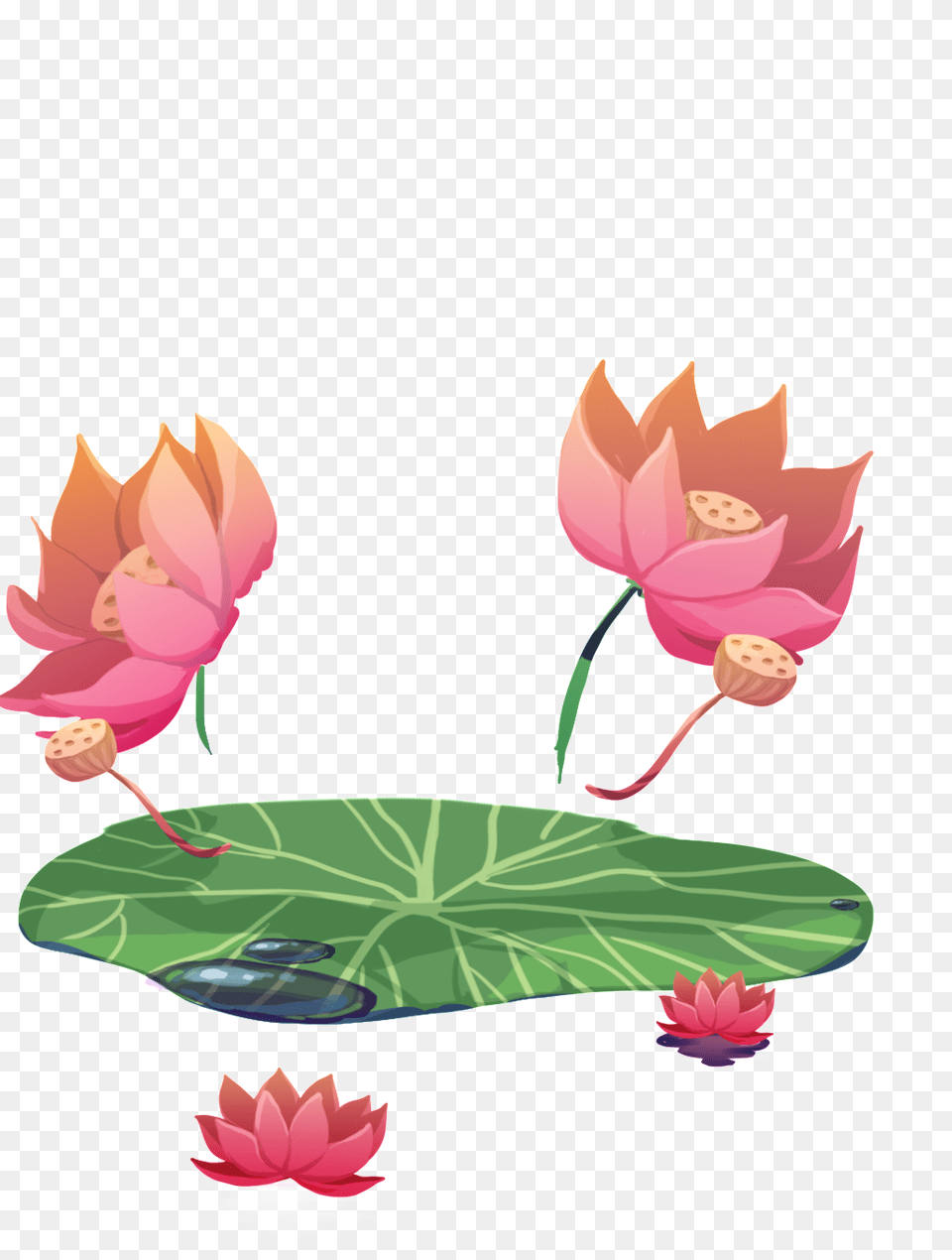 Summer Lotus Transparent Free Download Vector, Flower, Leaf, Plant, Rose Png Image